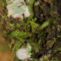 Taeniophyllum alwisii Lindl.